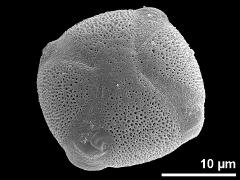 polar view,tetracolporate