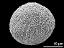 hydrated pollen grain