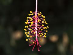 inflorescence of Hibiscus schizopetalus