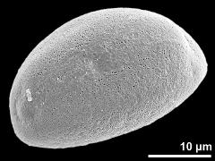 polar distal view (oblique)