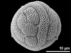 hydrated pollen,ornamentation clypeate