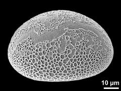 polar distal view (oblique)