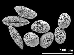 hydrated (right) and dry (left) pollen grains
