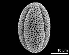 dry pollen grain in equatorial view