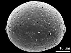 hydrated pollen grain