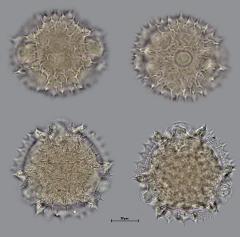 hydrated pollen