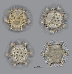 hydrated pollen