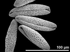 dry pollen grains