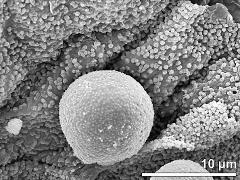 pollen grain on locular wall