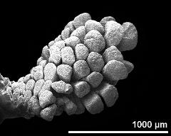 pollinium