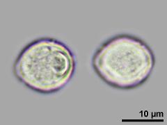 equatorial view,hydrated pollen