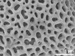 exine surface