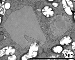 vegetative nucleus (left) and generative cell