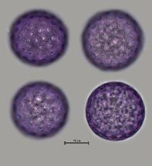 hydrated pollen