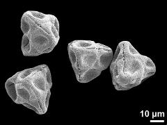 dry tetrads