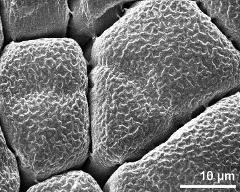 hydrated tetrads (forming massula)