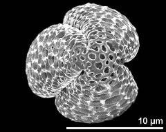 polar view (dry pollen grain)