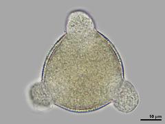 polar view,hydrated pollen