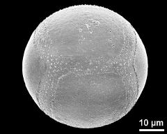 hydrated pollen grain