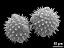 hydrated pollen