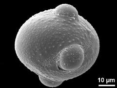 equatorial view,4 apertures (exception)