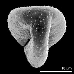 polar view of dry pollen grain