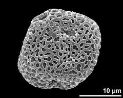 dry pollen grain