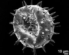 dry pollen grain