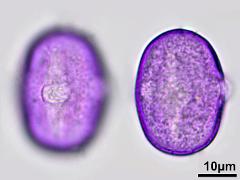 hydrated pollen,equatorial view