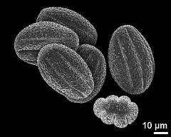 dry pollen grains