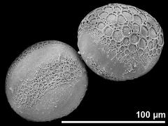 hydrated pollen grains