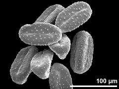 dry pollen grains