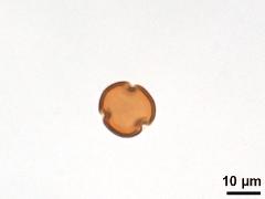 acetolyzed pollen,polar view