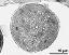 cross section of pollen grain