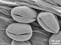 dry pollen grains