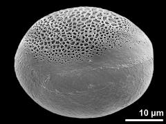 polar distal view (oblique)