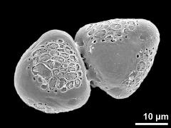 hydrated pollen grains