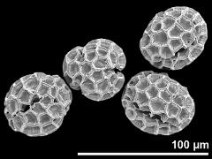 dry pollen grains