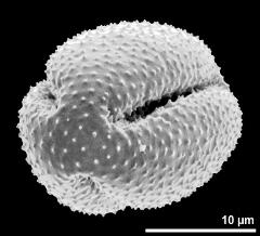 polar view of dry pollen grain