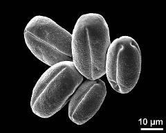 dry pollen grains