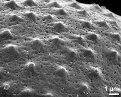 exine surface