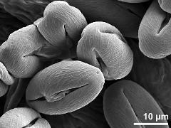 dry pollen grains