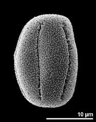 dry pollen grain in equatorial view