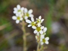 inflorescence(s)