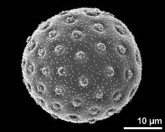 hydrated pollen grain