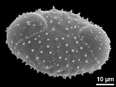 dicolpate pollen grain,polar view