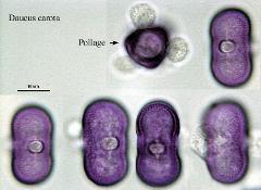 hydrated pollen