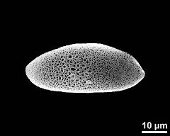 dry pollen grain in polar view (proximal)