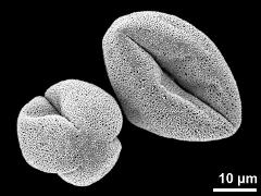 dry pollen grains