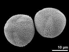 hydrated pollen grains